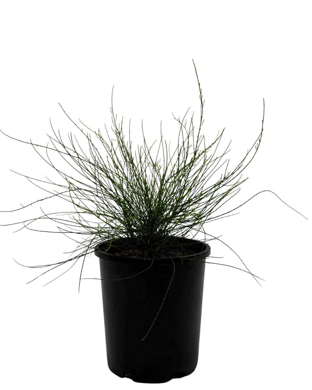 New landscaping plants